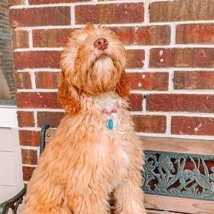 Meet your Posher, Savannah